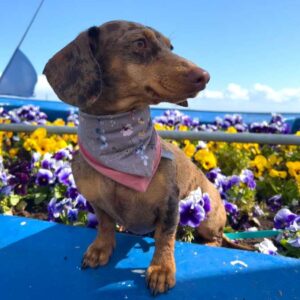 Doppeltuch aus Jersey – Bild 3