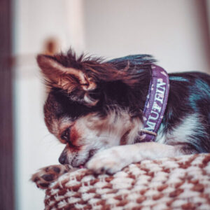 Individuelles Halsband – Bild 4