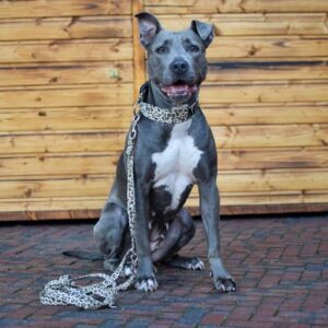 Individuelle Leine – Bild 3