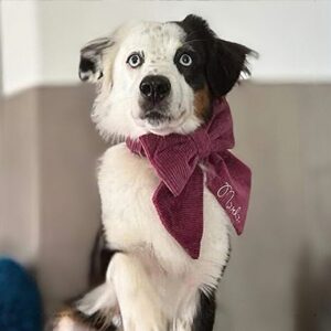 Schleife – Bild 3