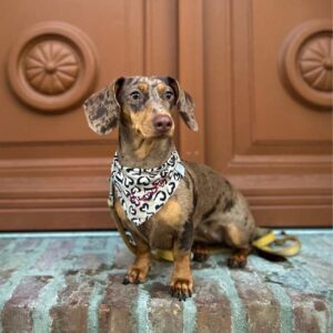 Musselintuch (einfach) – Bild 5